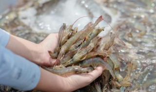 小炒河虾的家常做法 小炒河虾的家常做法窍门