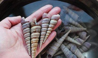海钉螺和淡水钉螺的区别 海钉螺和淡水钉螺的区别图片