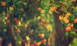 橘子的种植方法（橘子的种植方法和季节）