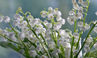 铃兰花的种植方法（铃兰花的种植方法和注意事项视频）