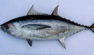 金枪鱼的营养价值及功效 金枪鱼的营养价值及功效副作用