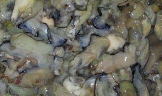 海蛎的营养价值及功效（牡蛎营养价值及功效与作用）