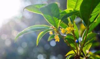 桂花是什么季节开的（梅花是什么季节开的）