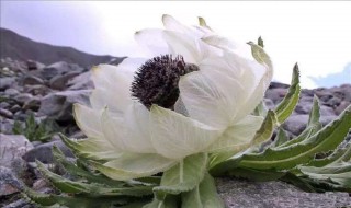 雪莲花的食用方法 雪莲花的食用方法怎么用