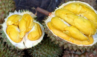 榴莲怎么挑选 金枕榴莲怎么挑选