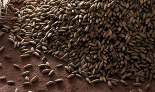 黑麦的营养价值及功效 黑麦的营养价值及功效新疆种植黑麦吗