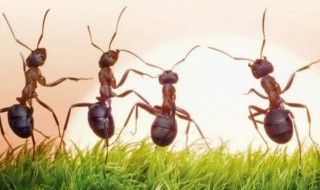家里招蚂蚁预示着什么 家里招蚂蚁预示着什么意思