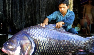 世界上最大的淡水鱼 世界上最大的淡水鱼是什么