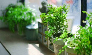 绿植上面有小虫子怎么办 绿植上面有小虫子怎么办呢