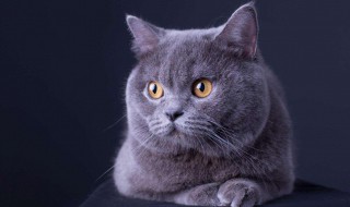 英短猫多少钱一只 美短猫多少钱一只