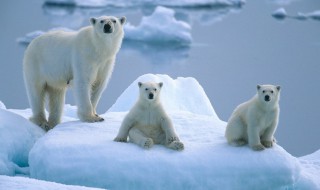 北极熊的毛是什么颜色的（北极熊的毛是什么颜色的物理题）