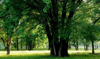 关于树的文章 关于树的文章名家名篇
