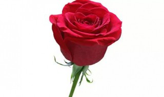 一朵玫瑰花代表什么（女人送一朵玫瑰花代表什么）
