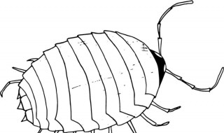世界上最大的甲虫 世界上最大的甲虫是什么虫