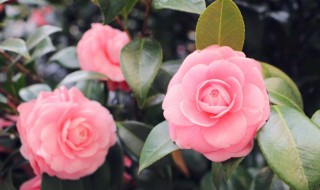 茶叶水可以浇花吗 茶叶水可以浇花吗浇绿萝吗