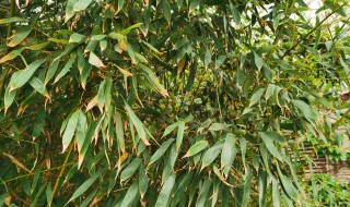 竹子怎么种植方法 动森竹子怎么种植方法