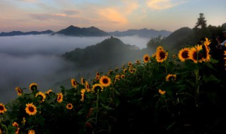 葵花籽怎么种植方法 葵花籽怎么种植方法图解