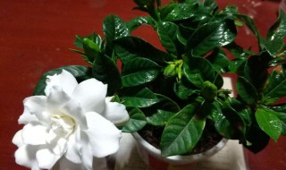 大叶桅子花养殖方法（大叶栀子花的养殖方法）