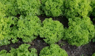 生菜种子怎么种植方法（生菜种子怎么种植方法家里视频）