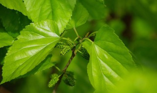 桑叶茶怎么制作方法 桑叶茶怎么制作方法窍门