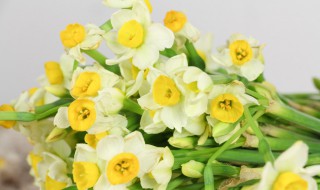 二代水仙花的养殖方法（二代水仙花的养殖方法视频）