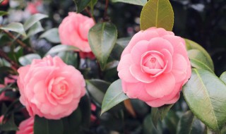 耐冬花的养殖方法和注意事项（耐冬花的养殖方法和注意事项视频）