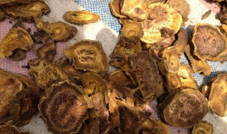 土大黄的功效与作用及食用方法 土大黄的功效与作用及食用方法图片