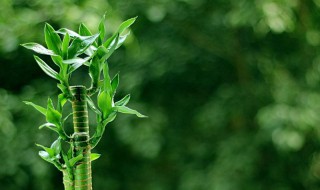 水培富贵竹的养殖方法和注意事项（水培富贵竹的养殖方法和注意事项 盆栽）