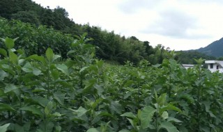 南非叶的功效与作用及食用方法 南非叶的功效与作用及食用方法医生