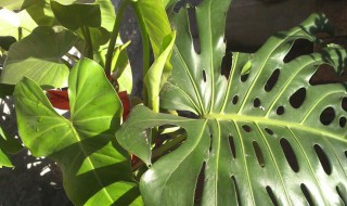 春雨植物的养殖方法（春羽的风水大忌属相）