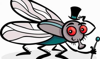 苍蝇最怕什么味道驱苍蝇最有效的方法 苍蝇最怕什么味道驱苍蝇最有效的方法是什么