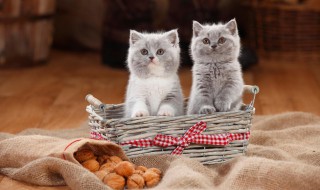 2至6月幼猫喂养方法（两个月的幼猫可以吃哪些食物）