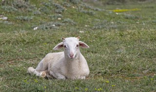 怎样养羊才是最好的方法 怎样养羊才是最好的方法视频