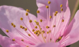 桃花的花心是什么颜色的（桃花的花心是粉色的吗）