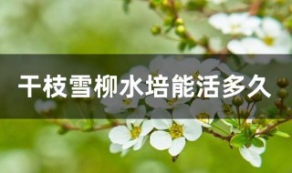 干支雪柳能活多久 干支雪柳真的能开花吗