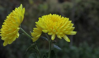菊花有什么种类 菊花有什么种类的