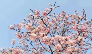 樱花的特点和象征意义 樱花的特点和象征意义,樱花的特点