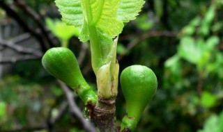 无花果为什么三月份还不发芽 无花果三个月不发芽是