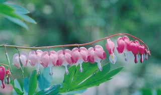 铃兰第二年还能开花吗（铃兰枯萎了明年还长吗）