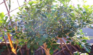 米兰花叶片黄褐斑怎么办 米兰花叶片黄褐斑怎么办土办法
