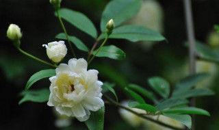 木香花为什么不能种 木香花为什么不能种黄木香几月份开花