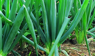 毛葱种植方法 毛葱种植方法与时间