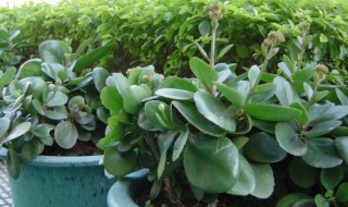 植物是怎么来的 世界上第一棵植物是怎么来的