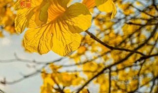 松山湖黄花风铃木花海怎么用导航去（松山湖黄花风铃木花海怎么用导航去的）
