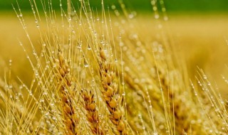 麦子是什么 麦子是什么季节播种的
