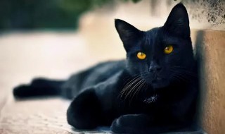 黑猫代表什么（黑猫代表什么生肖）