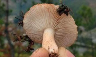 松树蘑菇怎么做好吃 松树蘑菇怎么做好吃视频