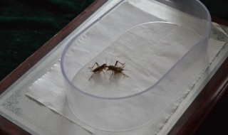 蟋蟀为什么不能打死 蟋蟀入宅的寓意