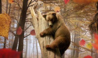 熊会爬树吗 北极熊会爬树吗