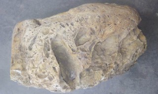 化石是怎么形成的 化石是怎么形成的对于我们研究早期人类有什么作用